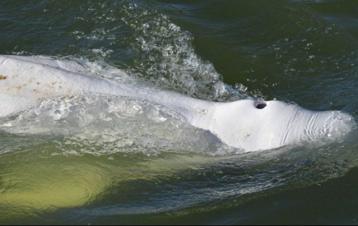 Kit beluga odbija hranu nakon što je zalutao u Seinu