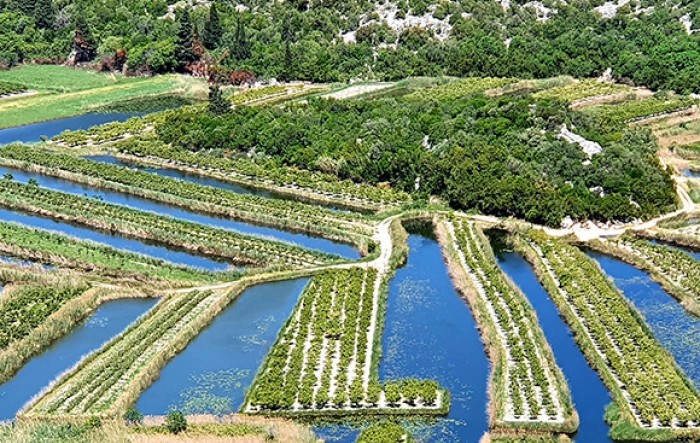 Užas u dolini Neretve: Vinova loza i nasadi lubenice pod vodom