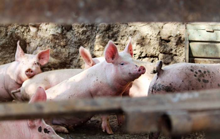 Riječka tvrtka u Istri ostvara farmu za uzgoj svinja