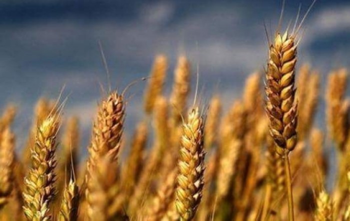 Proizvodnja pšenice porasla 2,4 posto