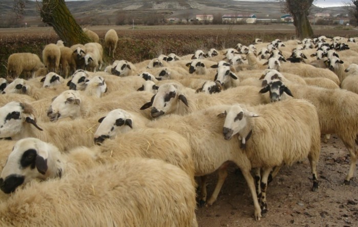Uzgajivači ovaca i koza traže snižavanje stope PDV-a na sir s 25 na pet posto