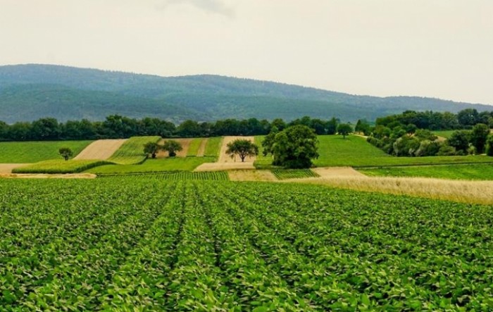 Poljoprivredna proizvodnja ove godine raste, veća i produktivnost