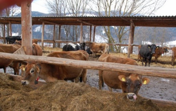 Broj goveda lani povećan 0,7 posto
