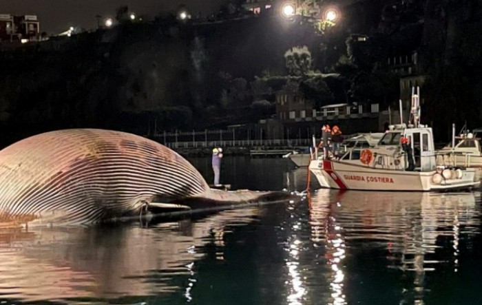 Italija: Na obalu izvučeno tijelo jednog od najvećih kitova pronađenih na Mediteranu