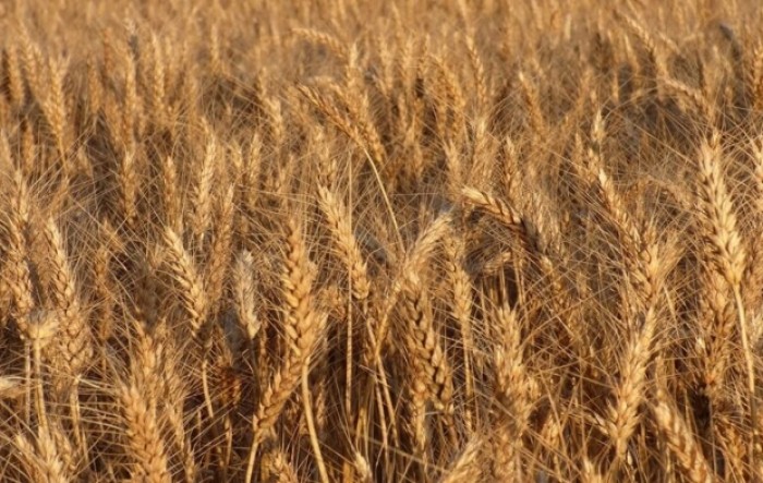 Pšenice zasijano isto kao i lani, povećane površine pod kukurzom