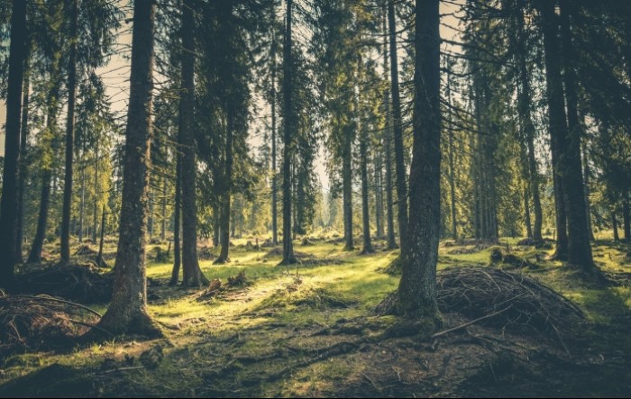 COP26: Više od 100 svjetskih čelnika za okončanje krčenja šuma do 2030.