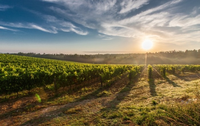 Francuska očekuje oporavak proizvodnje vina