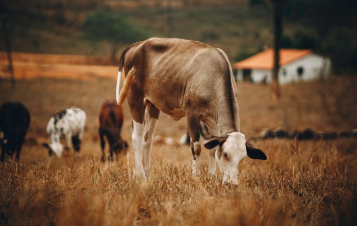 ﻿Plinski divovi: Kako spriječiti krave da emitiraju toliko metana?