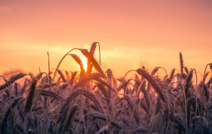 Italija i dalje najveći kupac srpske pšenice
