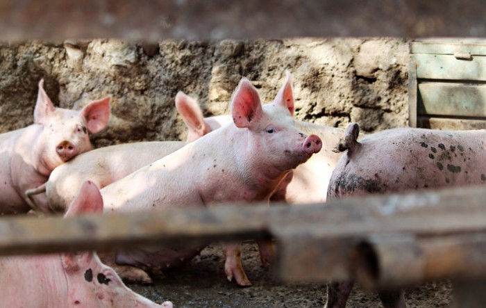 Afrička svinjska kuga potvrđena na području Osječko-baranjske županije