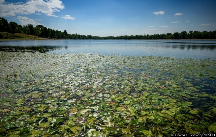 Sramota na Jarunu: Jezero prekriveno lopočima, širi se smrad