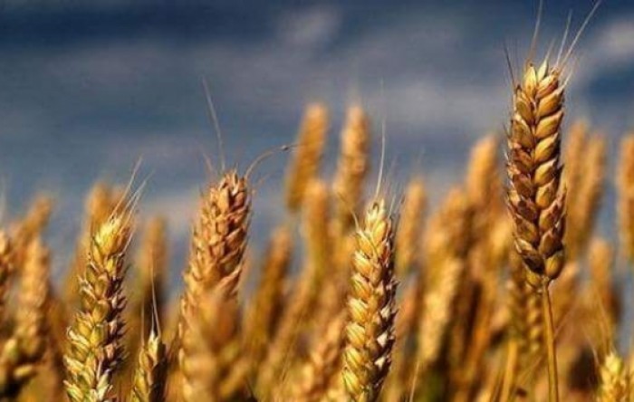 Proizvođači pšenice na mukama