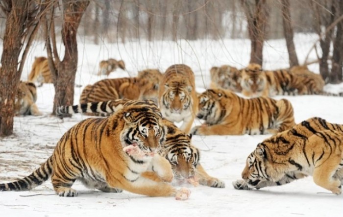 Broj sibirskih tigrova u Rusiji gotovo se udvostručio u 12 godina