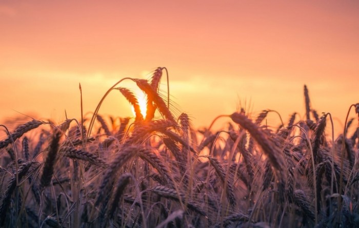 Rumunjska je najveći izvoznik pšenice u EU u srpnju