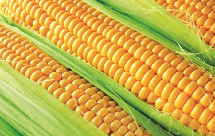 Proizvodnja kukuruza povećana jedan posto