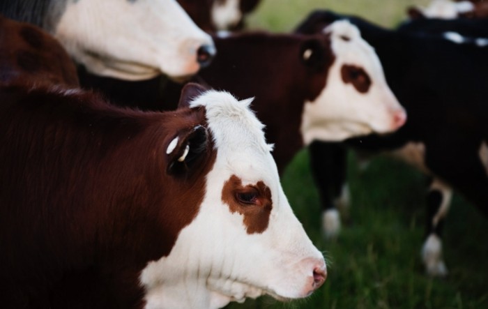 Objavljen natječaj vrijedan 30 milijuna kuna za sektor mliječnog govedarstva