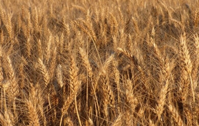 Argentina prva na svijetu odobrila GM pšenicu otpornu na sušu