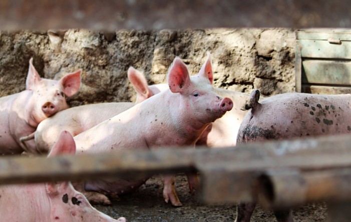 Afrička svinjska kuga u fazi stagnacije, radi se na biosigurnosti