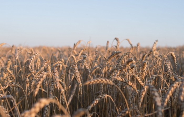 Ukrajina: Napredak u pregovorima o izvozu žitarica, granatiranje nastavljeno