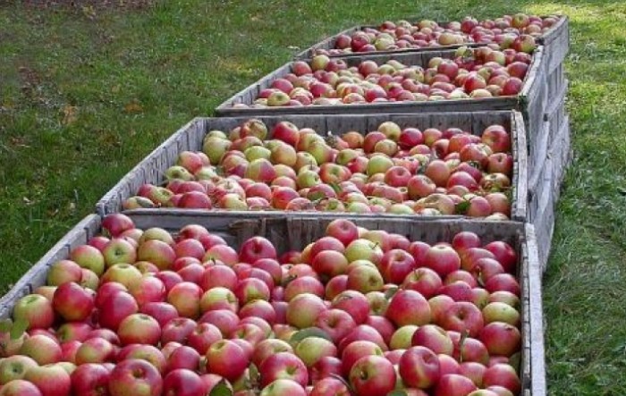 Oštar pad proizvodnje jabuka, šljiva, krušaka i grožđa