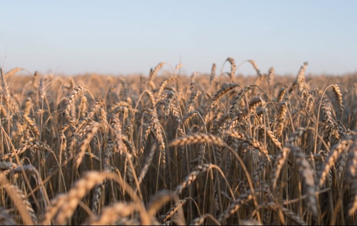Poljska privremeno obustavlja uvoz žitarica iz Ukrajine zbog pobune poljoprivrednika