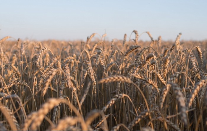Poljska i Mađarska odlučile zabraniti uvoz žitarica i druge hrane iz Ukrajine