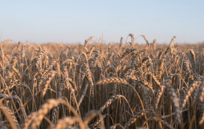 Ukrajina želi diplomatsko rješenje s Poljskom i Slovačkom oko žitarica