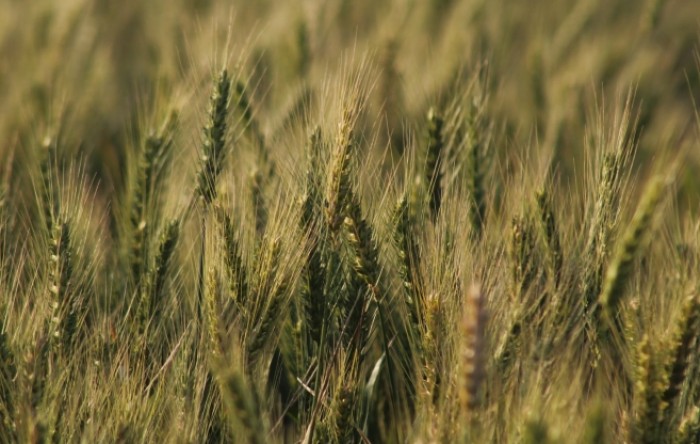 Sirija kaže da nema brige o rezervama pšenice