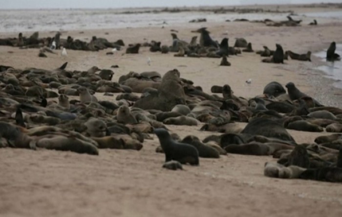 Više od 7.000 uginulih tuljana na namibijskoj obali