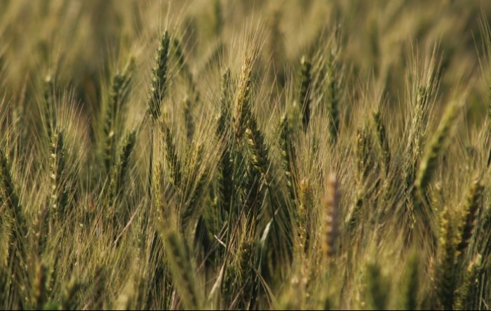Rusija ne želi obnoviti sporazum o izvozu žita