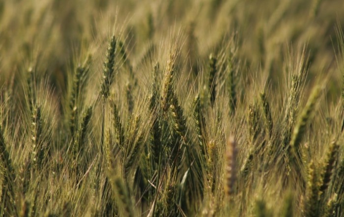 Indija zabranila izvoz pšenice