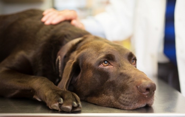 Obećavajući rezultati eksperimenta s psima koji nanjuše koronavirus