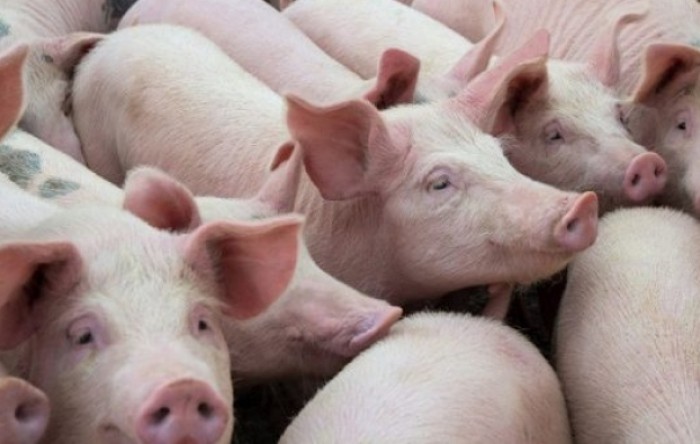 Damping i uvoz svinja i svinjetine sumnjive kvalitete ugrožavaju domaće proizvođače