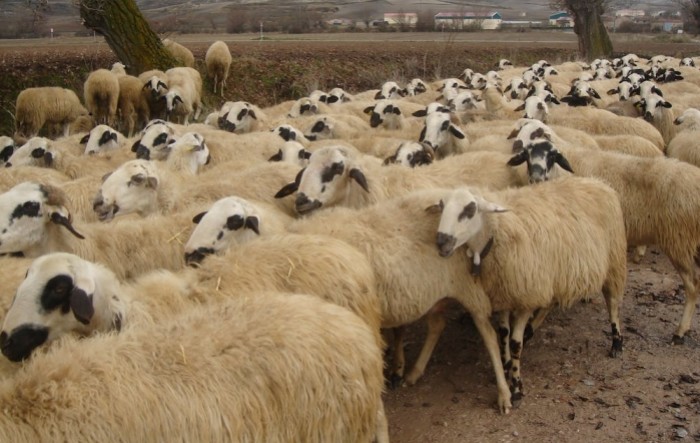 Srpska ovca sve traženija za izvoz
