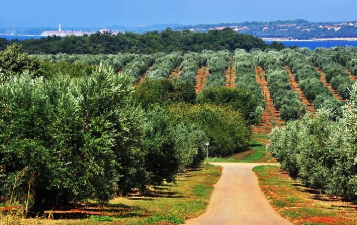 Završen projekt navodnjavanja Agrolaguninih maslinika vrijedan više od 900.000 eura