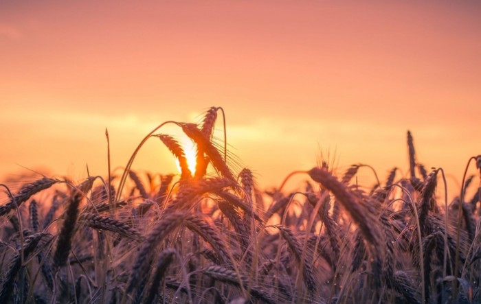 Italija će zbog suše proizvesti 15 posto manje pšenice