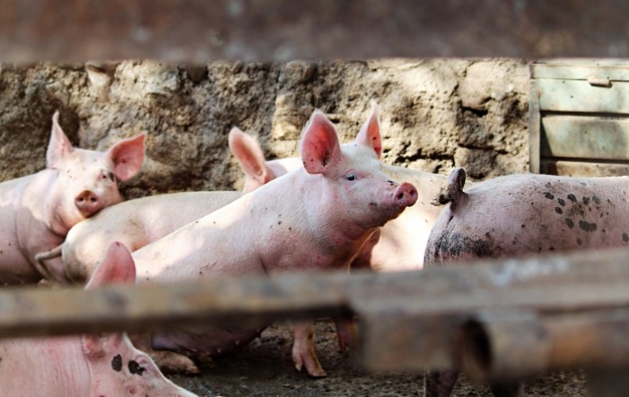 Kina zabranila uvoz svinja iz Hrvatske i BiH