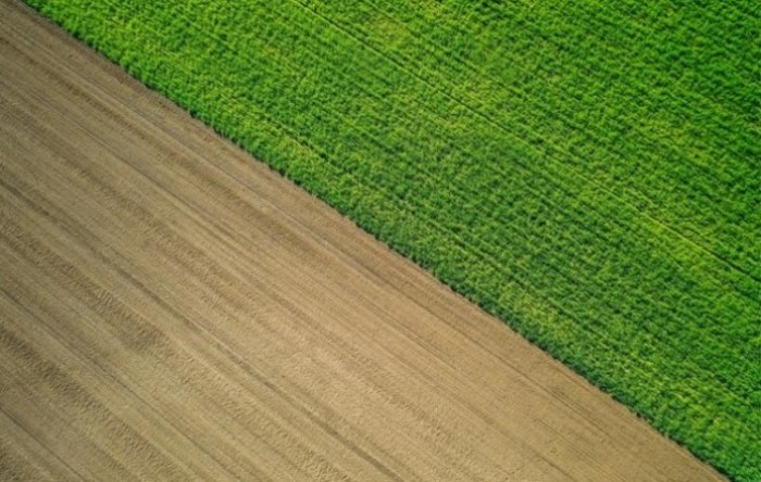 Povećane površine pod pšenicom i kukuruzom, a smanjene pod uljanom repicom