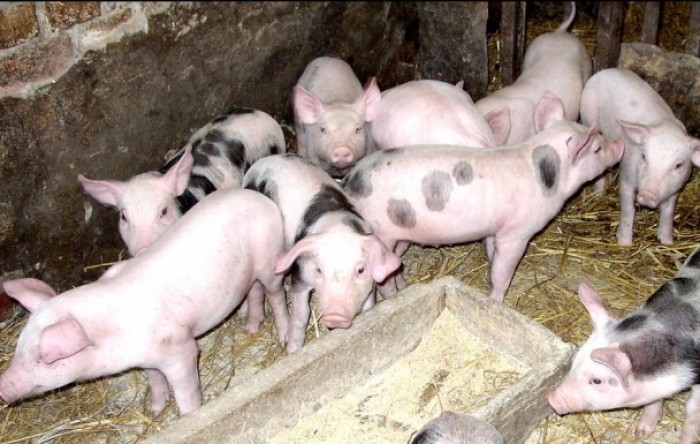 Cijene svinja prošle godine porasle 15,5 posto