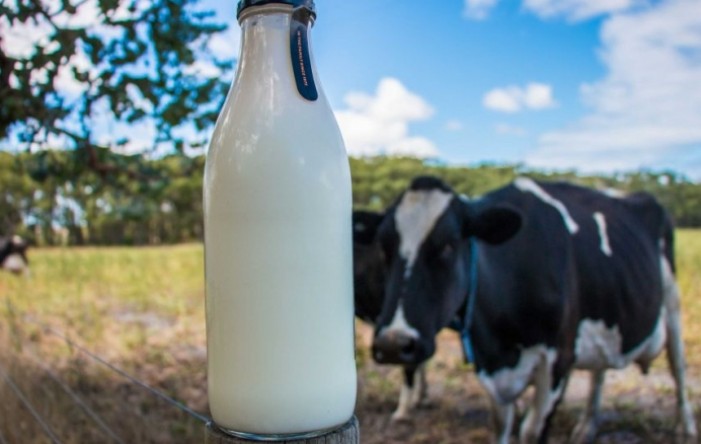 U 2020. nastavljen pad proizvodnje mlijeka