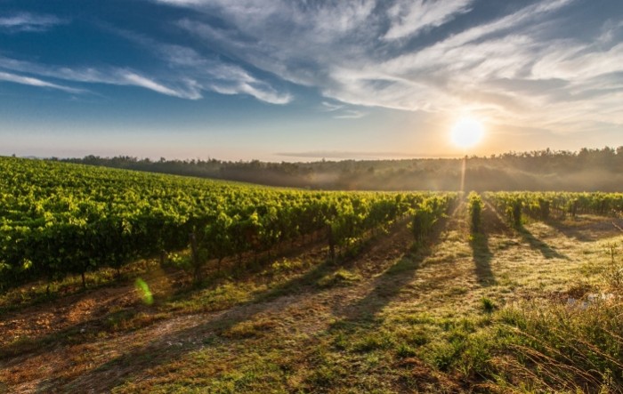 Slovenska vina pozicionirala se na znatiželjnom njujorškom tržištu