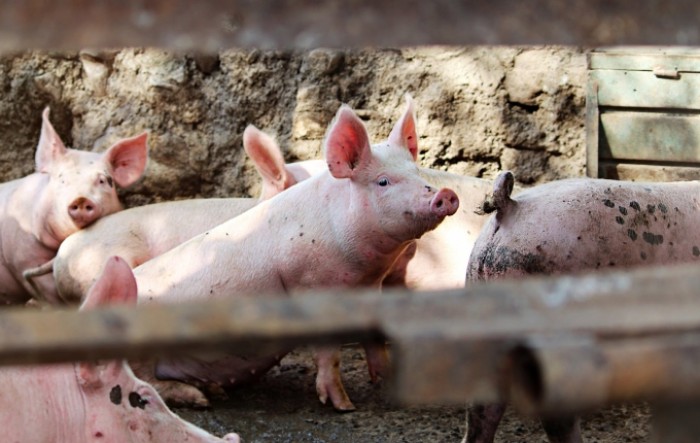 Pavić: Krenula isplata naknada za eutanazirane svinje