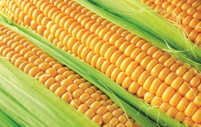 Kukuruz postao drugi izvozni proizvod Srbije