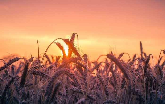 Cijena pšenice naglo porasla zbog ruskog napada na Odesu