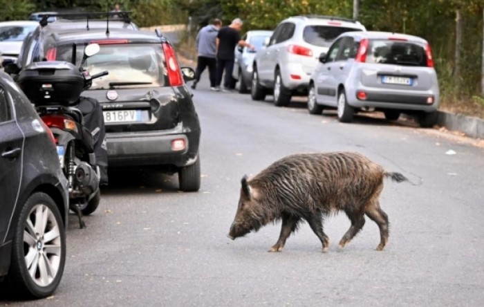 Divlje svinje u Zagrebu napale psa i oderale mu kožu