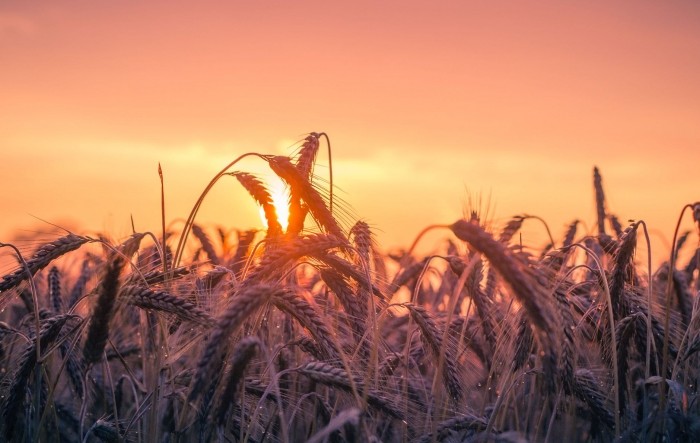 Zbog ruske blokade svijet ostaje bez 30 milijuna tona ukrajinske pšenice