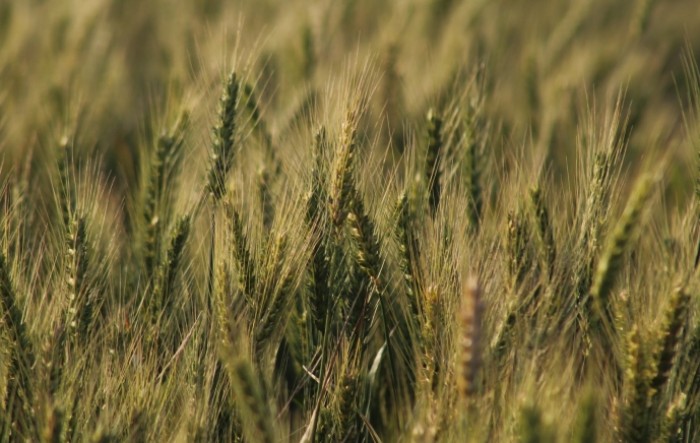 Britanci očekuju značajno smanjenje proizvodnje žitarica u Ukrajini