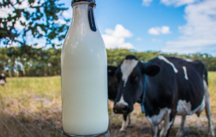 U 2019. nastavljen višegodišnji pad proizvodnje mlijeka
