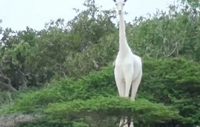 Jedinoj bijeloj žirafi u svijetu postavljen GPS uređaj zbog krivolovaca