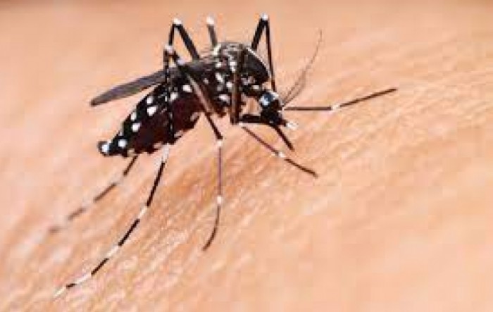 Rekordan broj komaraca u Hrvatskoj